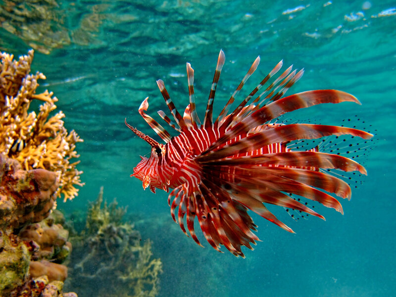 Lionfish Swimming — Red