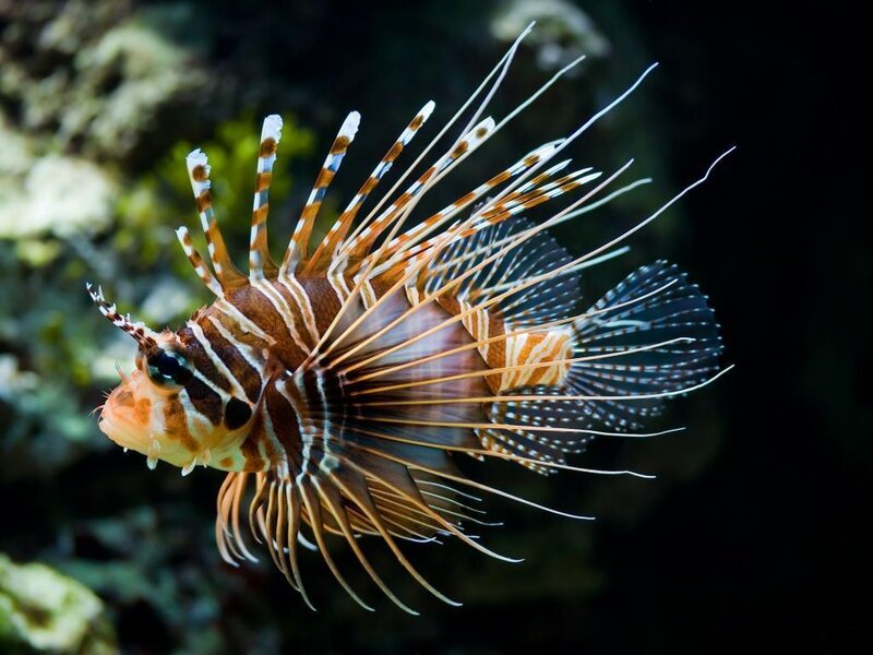 Lionfish Swimming