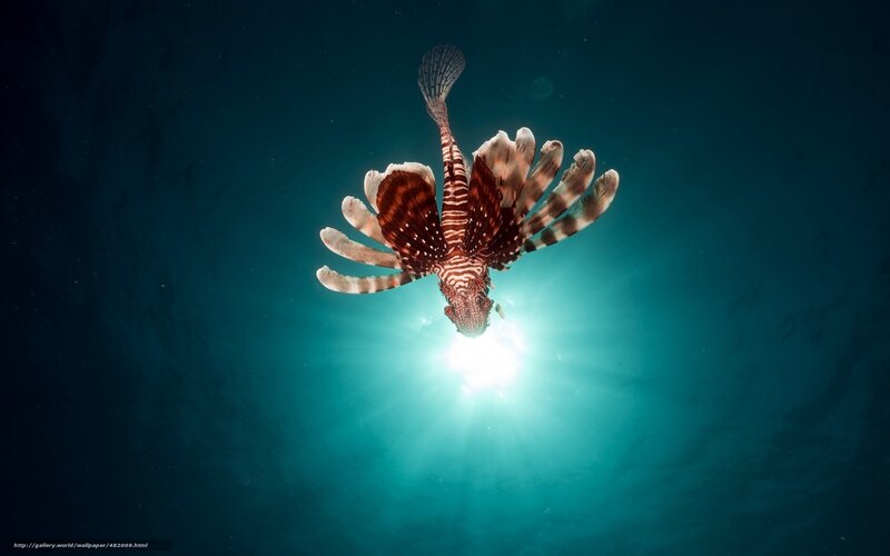 Lionfish swimming underwater