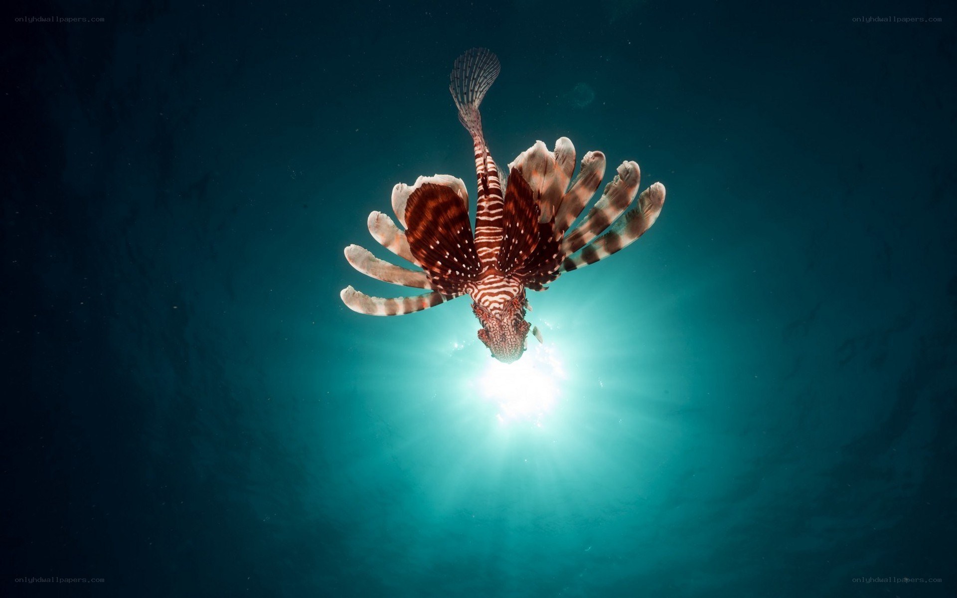 Lionfish swimming underwater