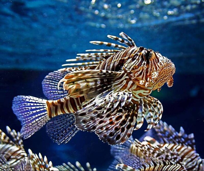 Lionfish swimming underwater