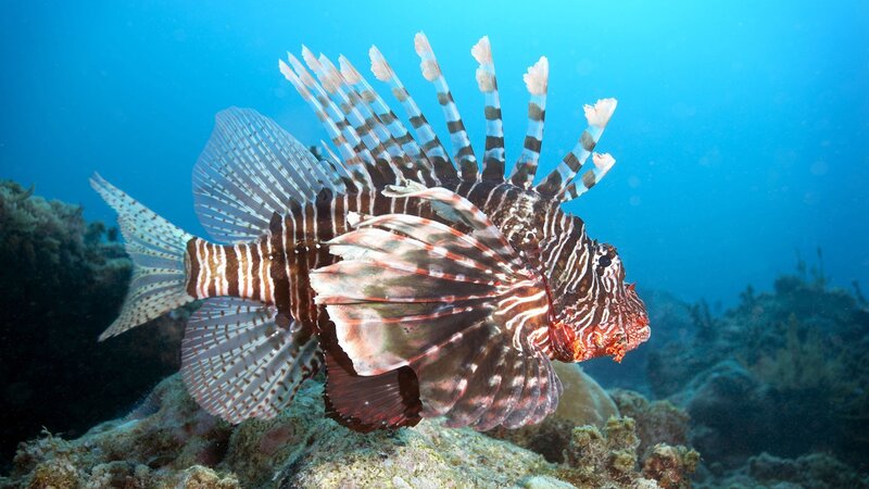 Lionfish Swimming Underwater — Blue, Calm, Photograph, Coral Reef
