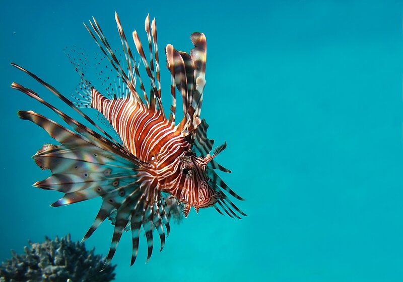 Lionfish Swimming Underwater — Blue, Calm