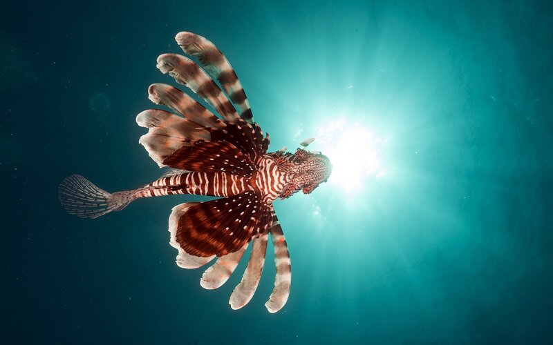 Lionfish Swimming Underwater — Blue, Dramatic, Photograph