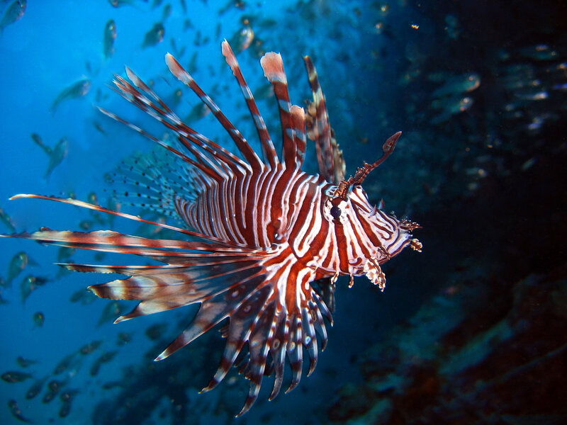 Lionfish Swimming Underwater — Blue