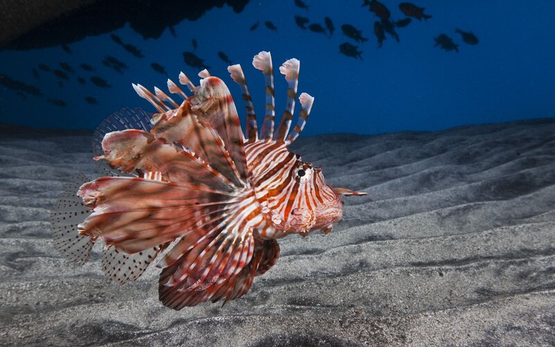 Lionfish Swimming Underwater — Red