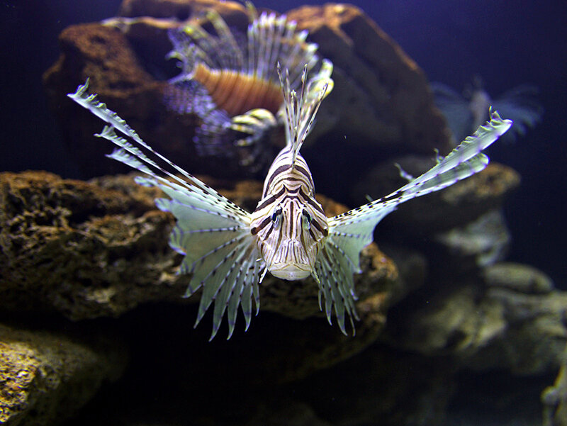 Lionfish Swimming — White
