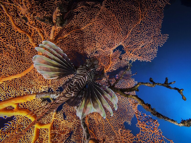 Lionfish under Coral