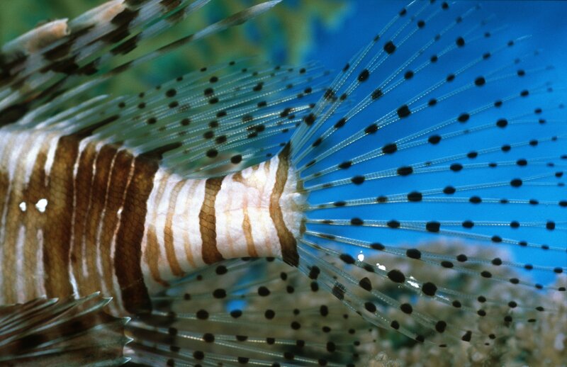 Lionfish with spotted fins