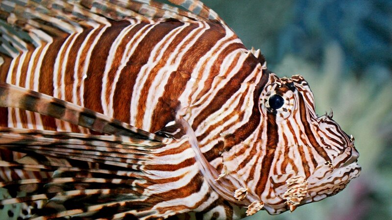 Lionfish with striking stripes