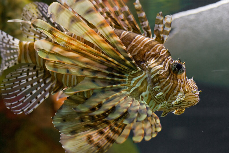 Lionfish with striped fins
