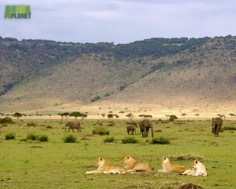 Lions and elephants in savanna