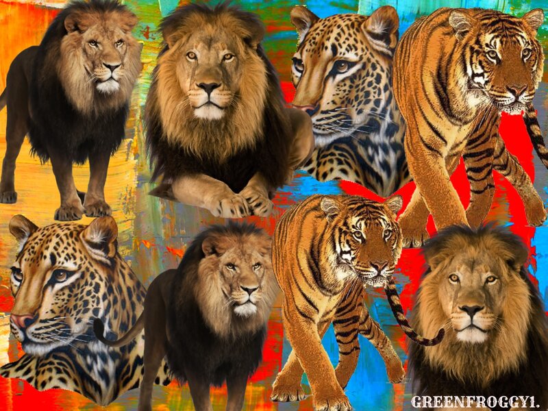 Lions and Tigers Collage