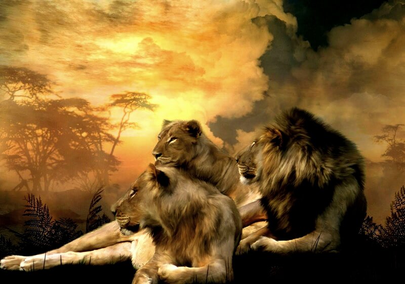 Lions at sunset in savanna