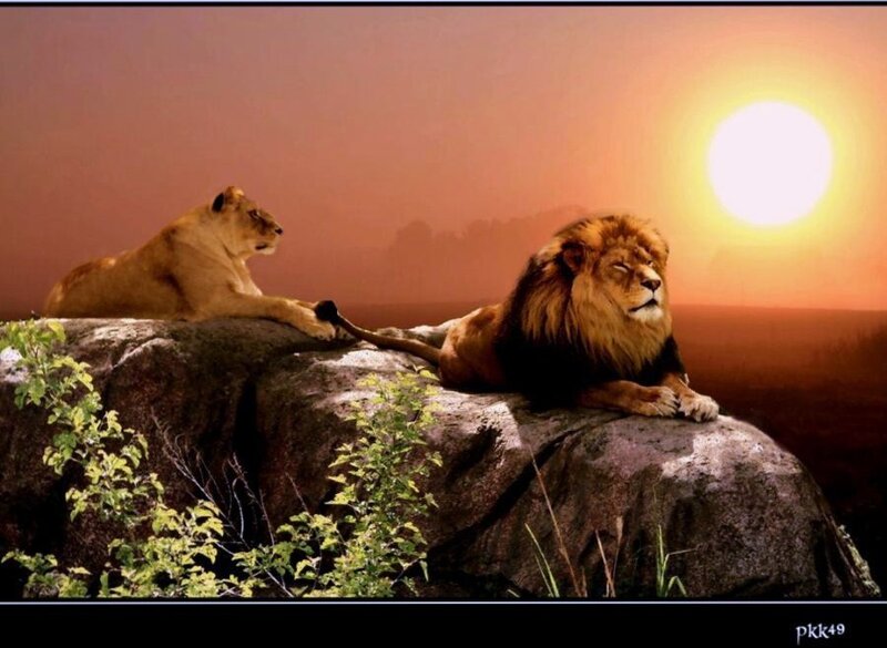 Lions at sunset on a rock