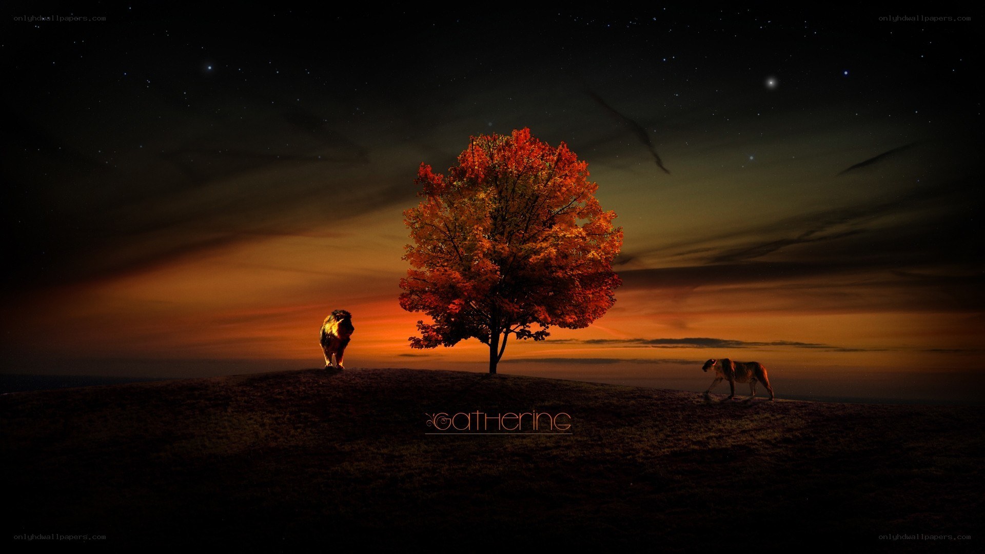 Lions at sunset with autumn tree