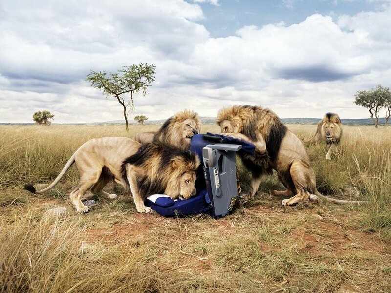 Lions attacking a printer