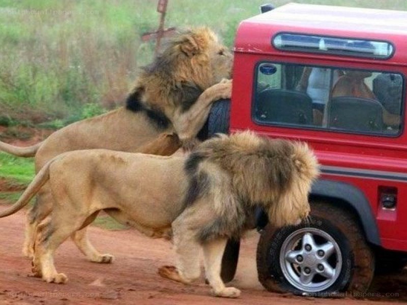 Lions attacking a vehicle
