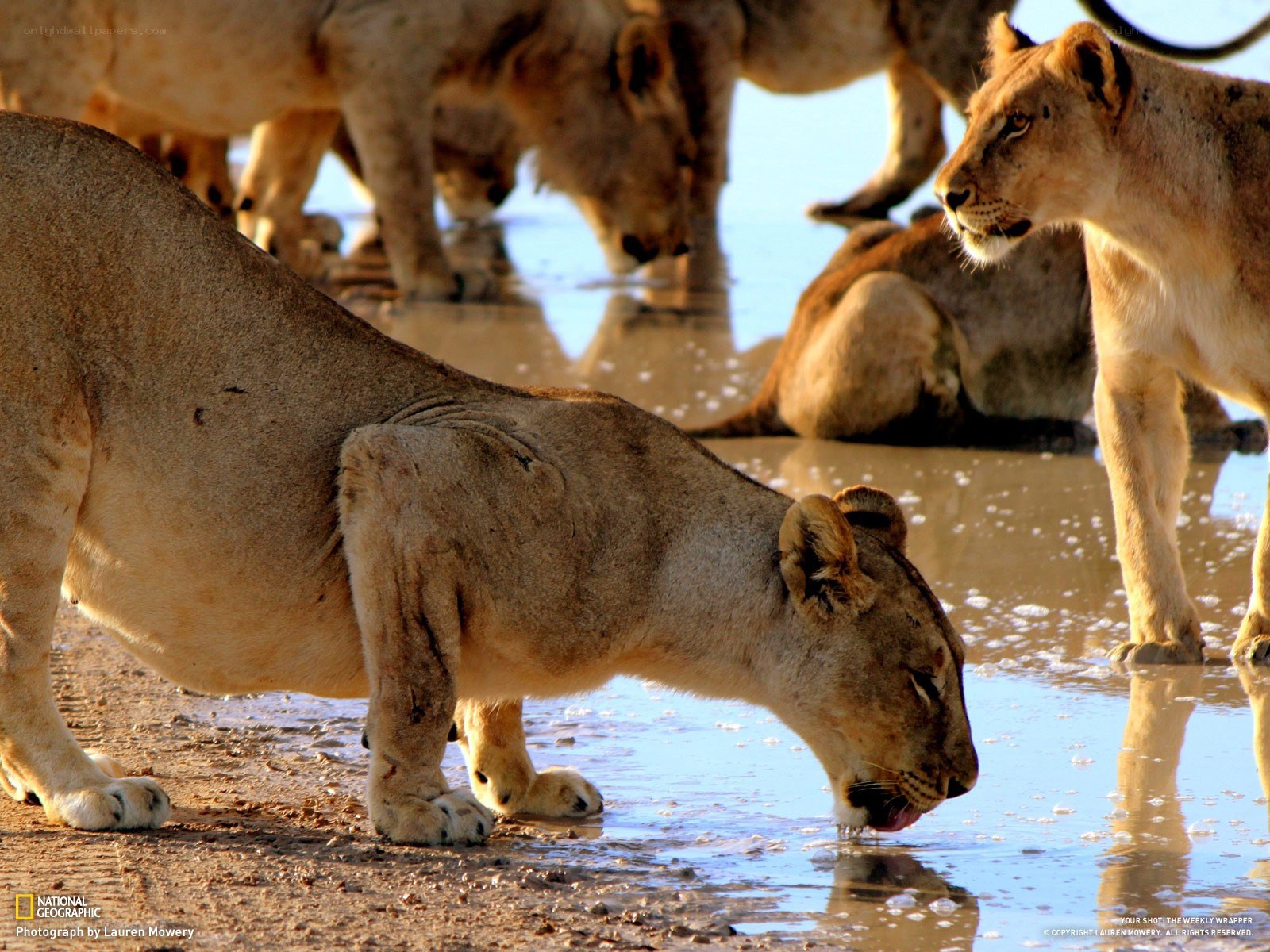 Lions drinking at a waterhole