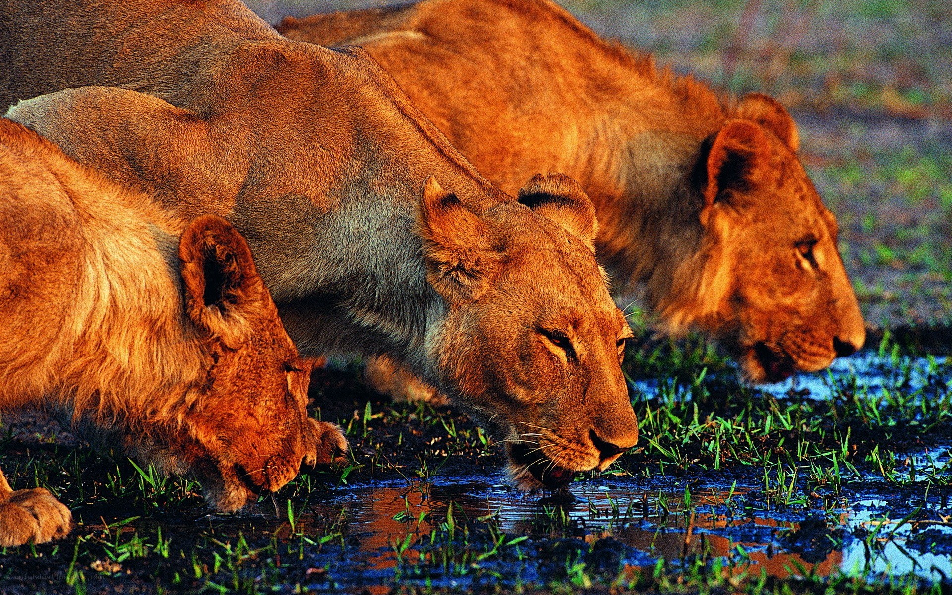 Lions drinking at a waterhole