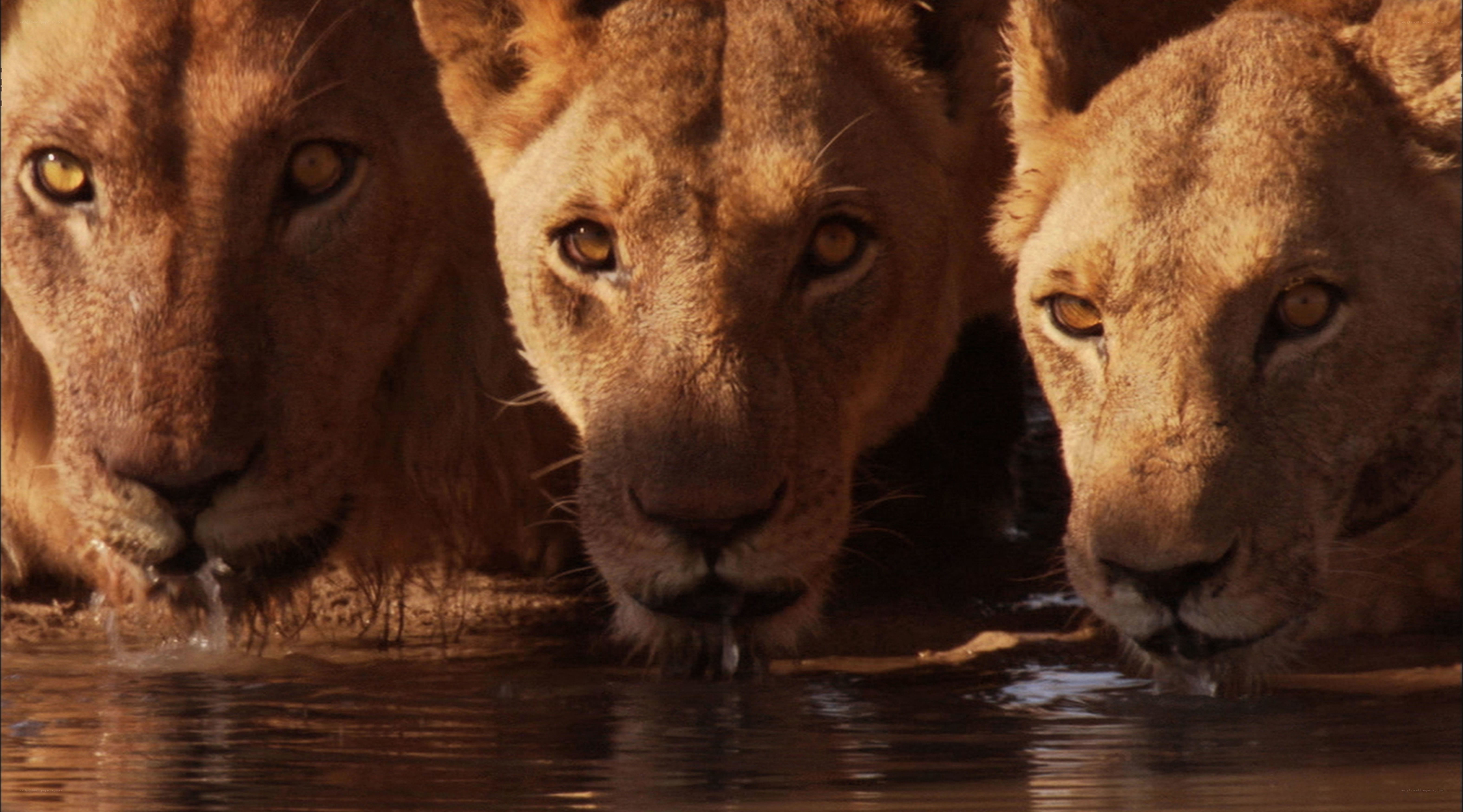 Lions drinking at waterhole