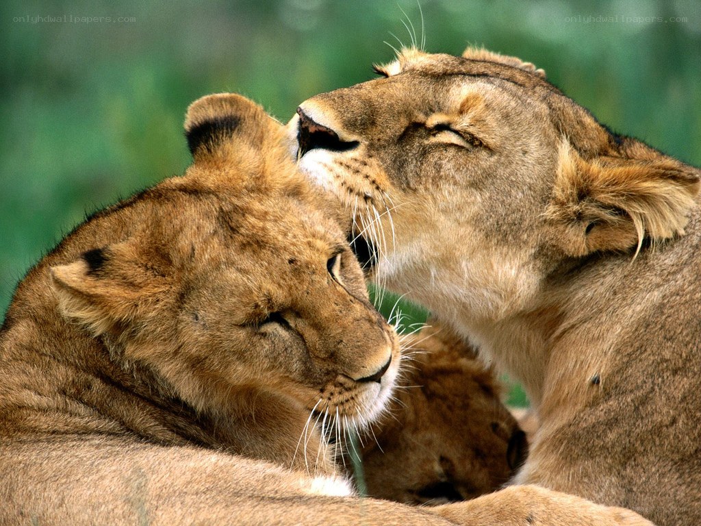 Lions grooming each other