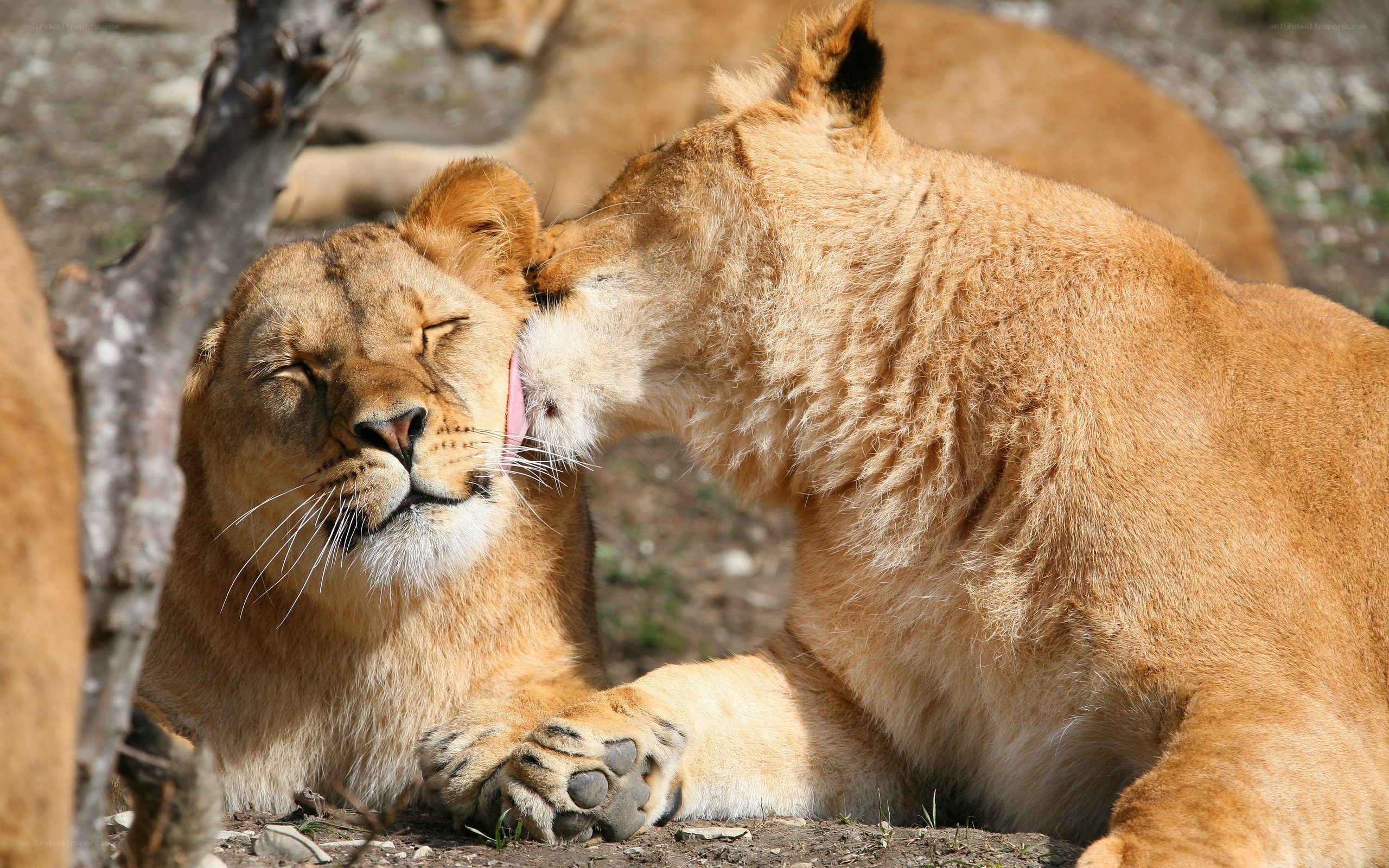 Lions grooming each other
