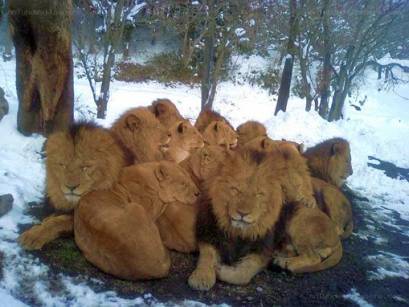 Lions huddled in snow