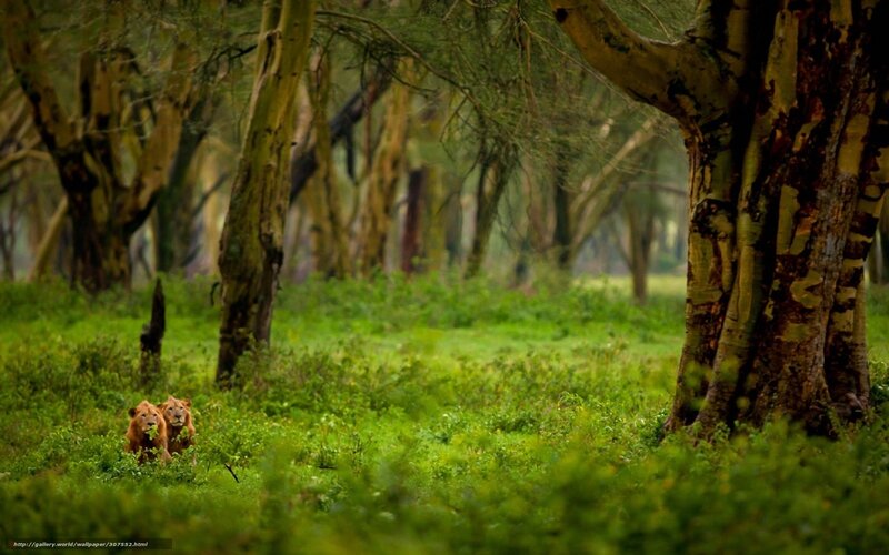 Lions in a forest clearing