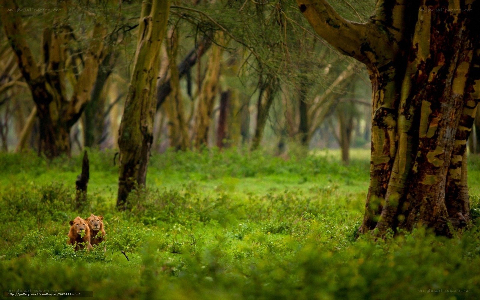 Lions in a forest clearing