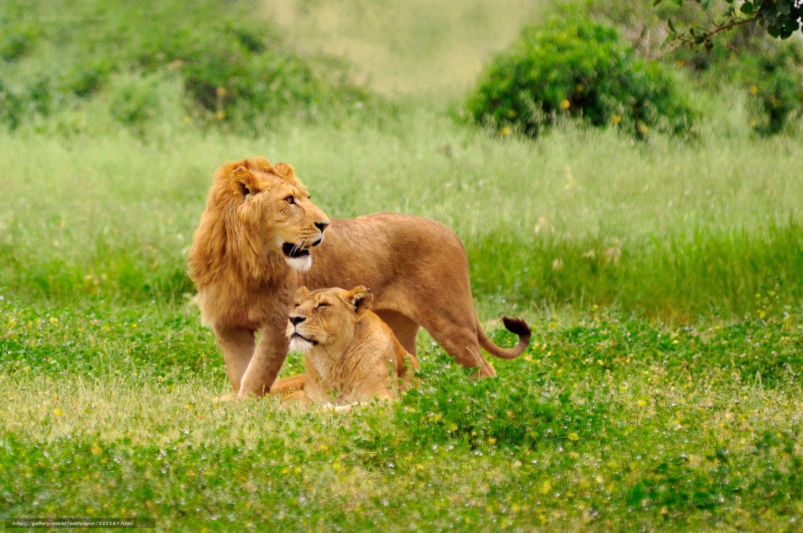 Lions in a grassy field