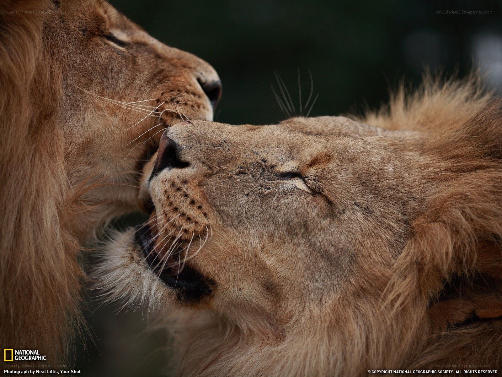 Lions in a tender moment