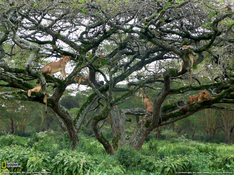 Lions in a Tree