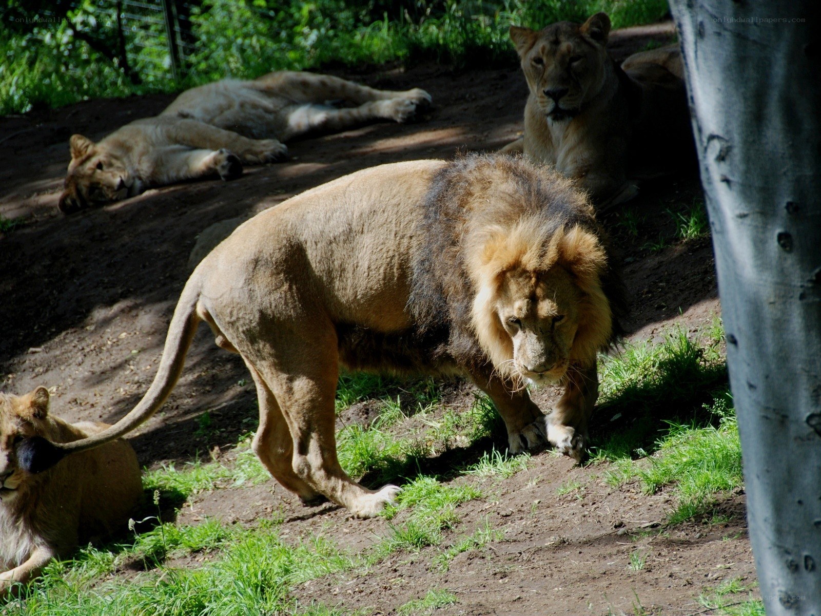 Lions in a zoo enclosure