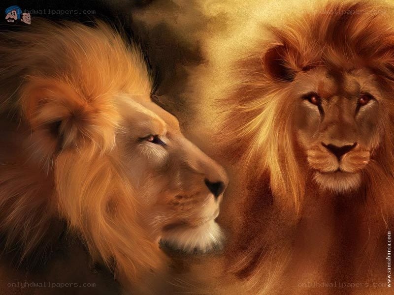 Lions in golden light