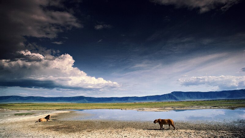 Lions in Savanna — Blue, Dramatic, Afternoon