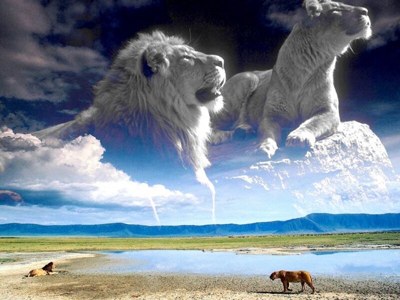 Lions in Savanna — Blue, Dramatic