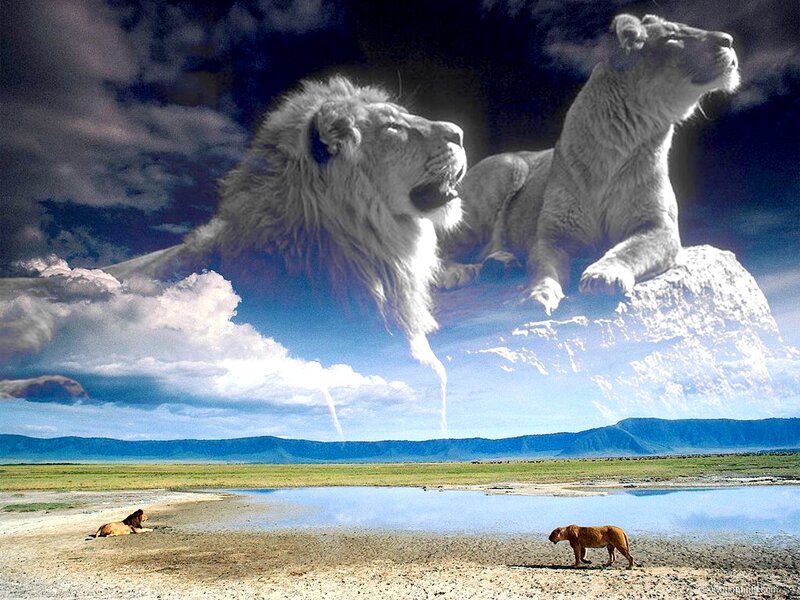 Lions in Savanna — Blue