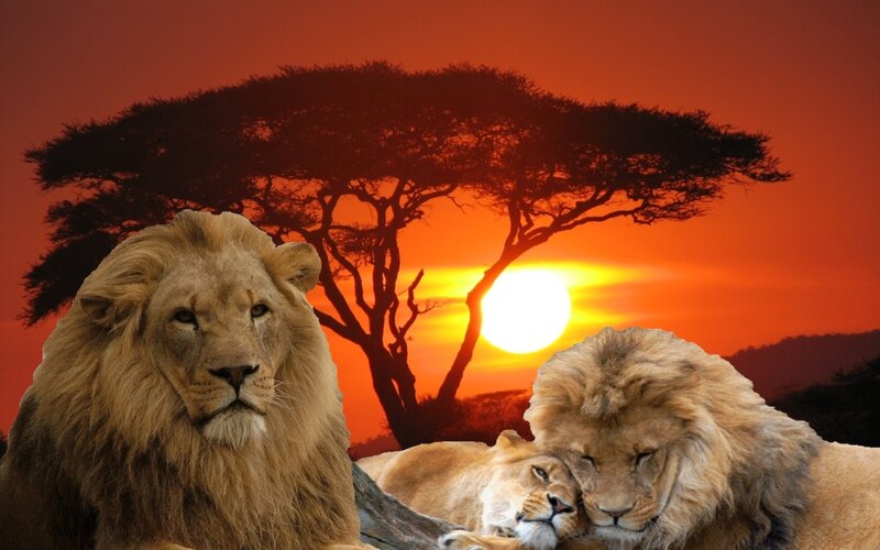 Lions in Savanna
