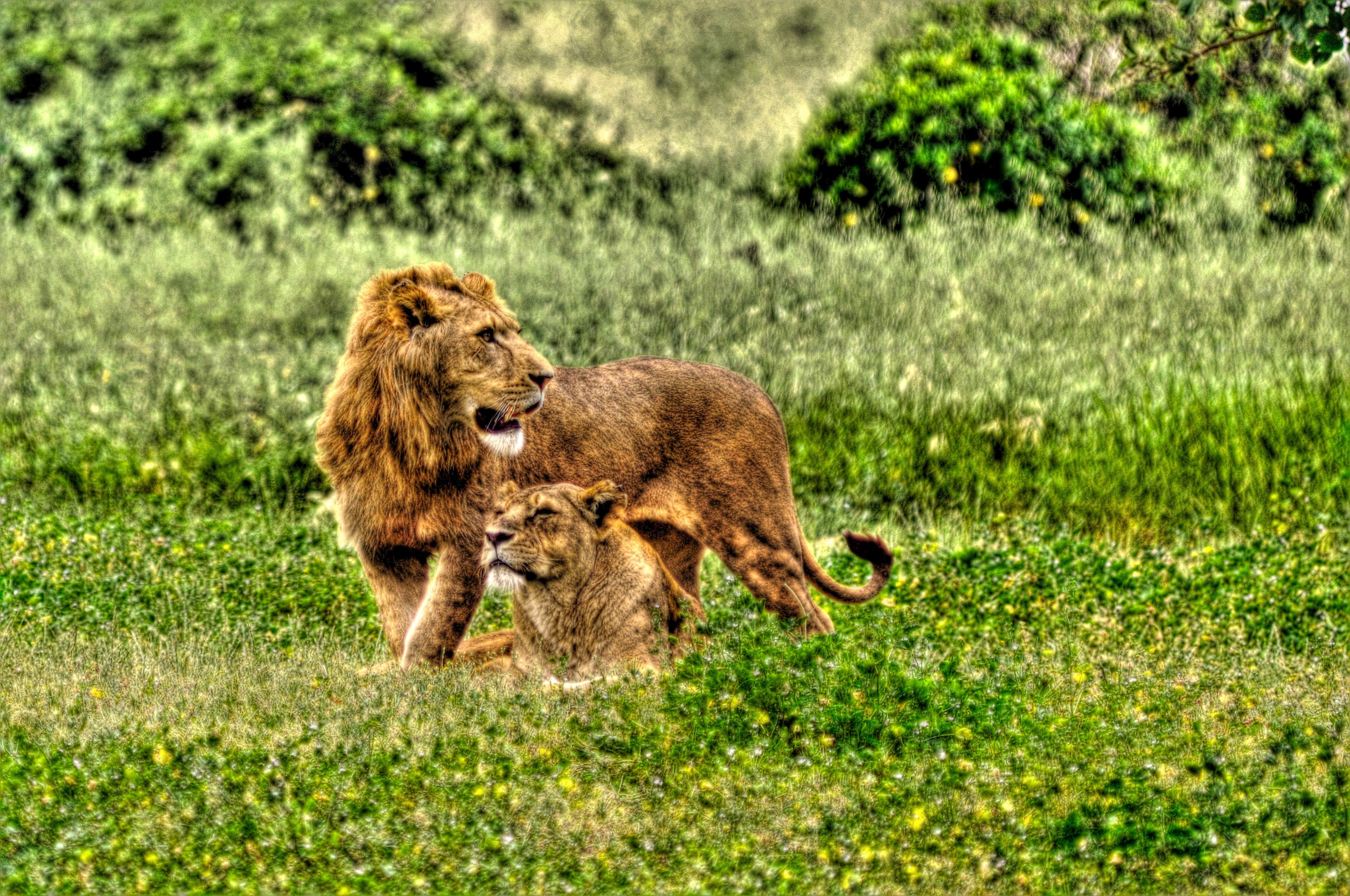 Lions in the grass