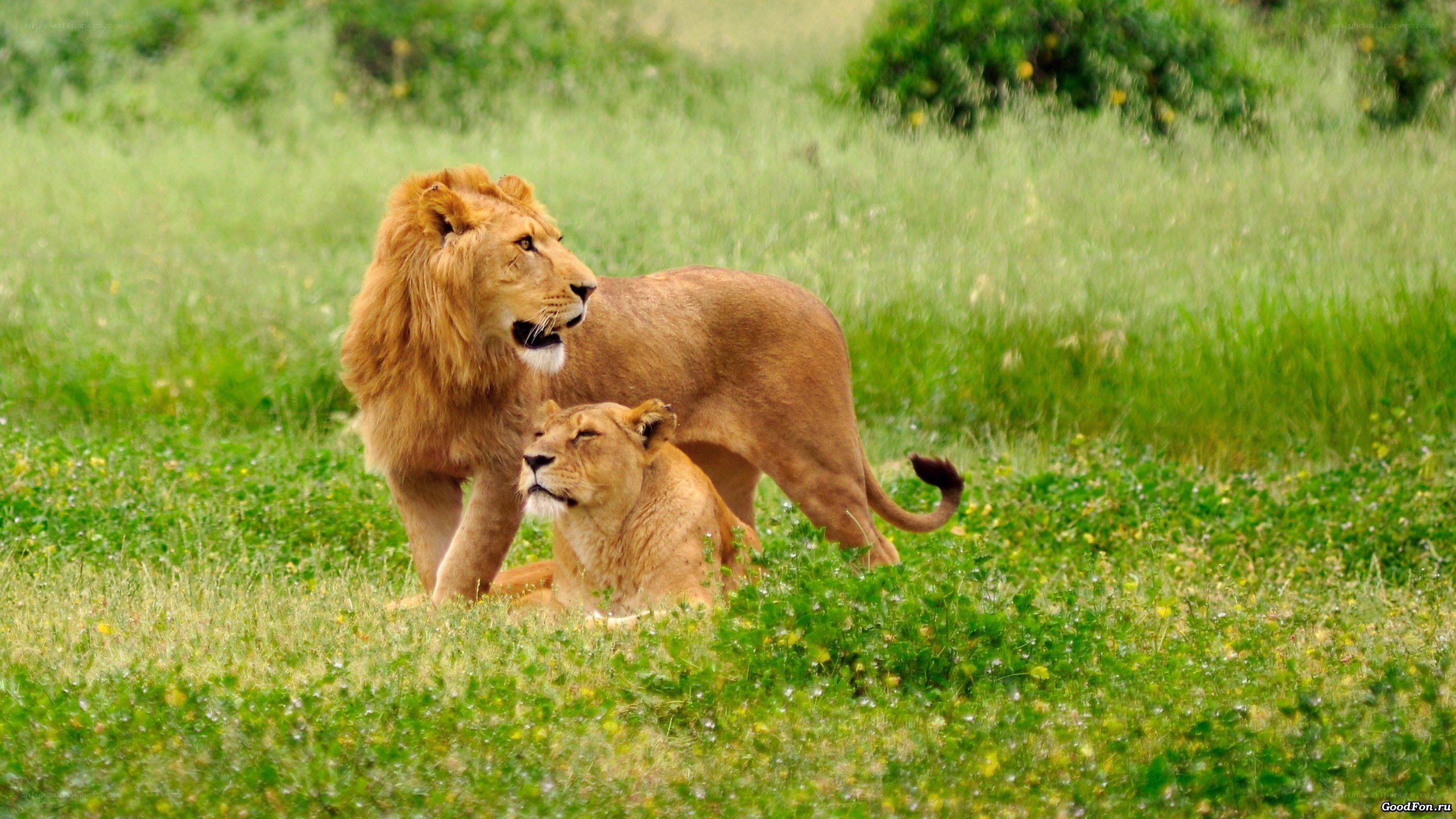 Lions in the grass