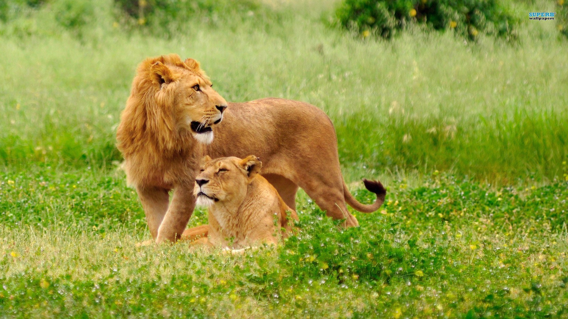 Lions in the grass