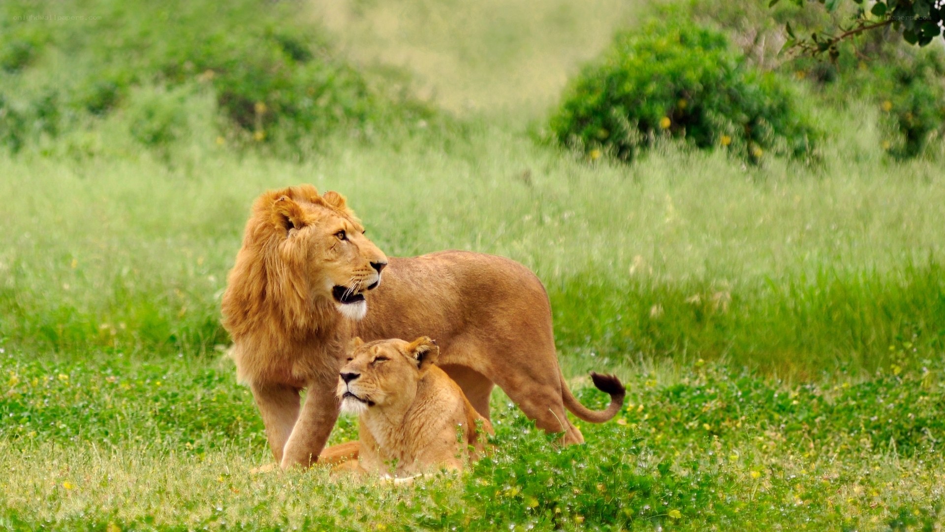 Lions in the grass