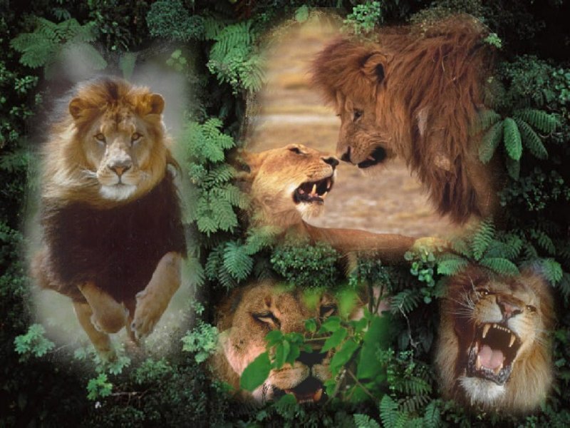 Lions in the jungle collage