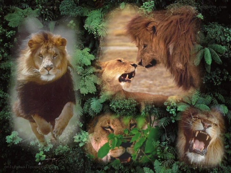 Lions in the jungle collage