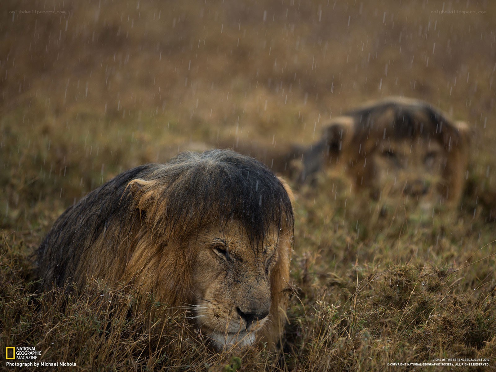 Lions in the Rain
