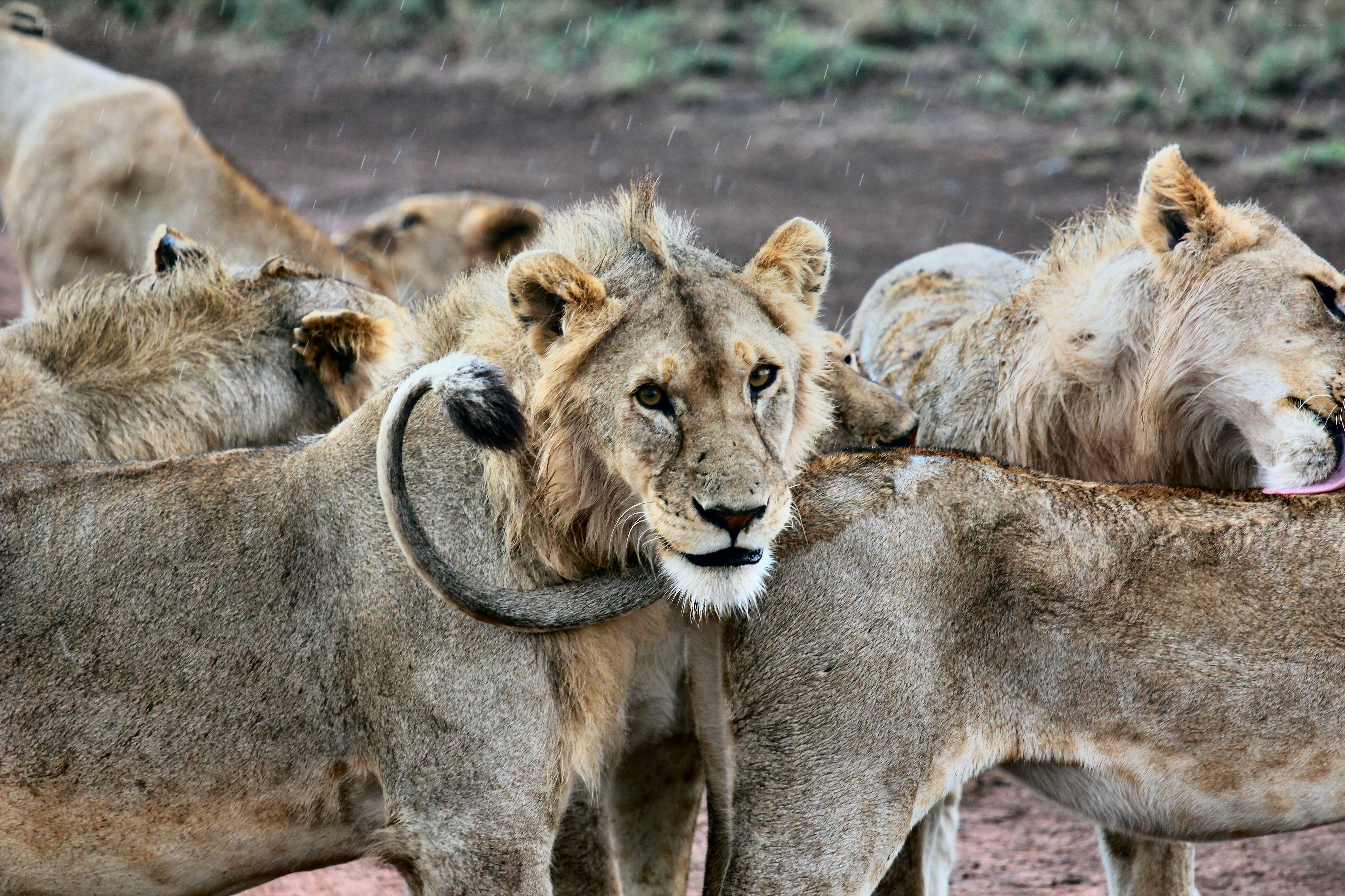 Lions in the rain
