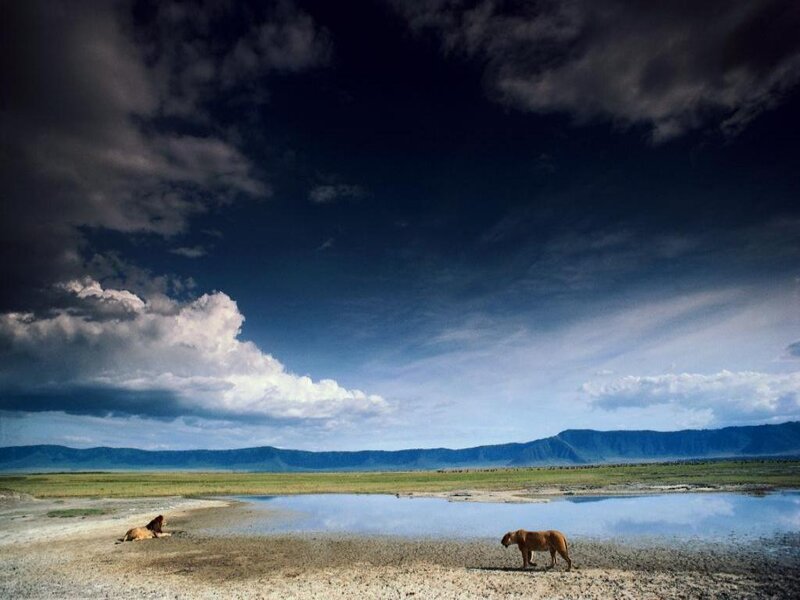 Lions in the savanna