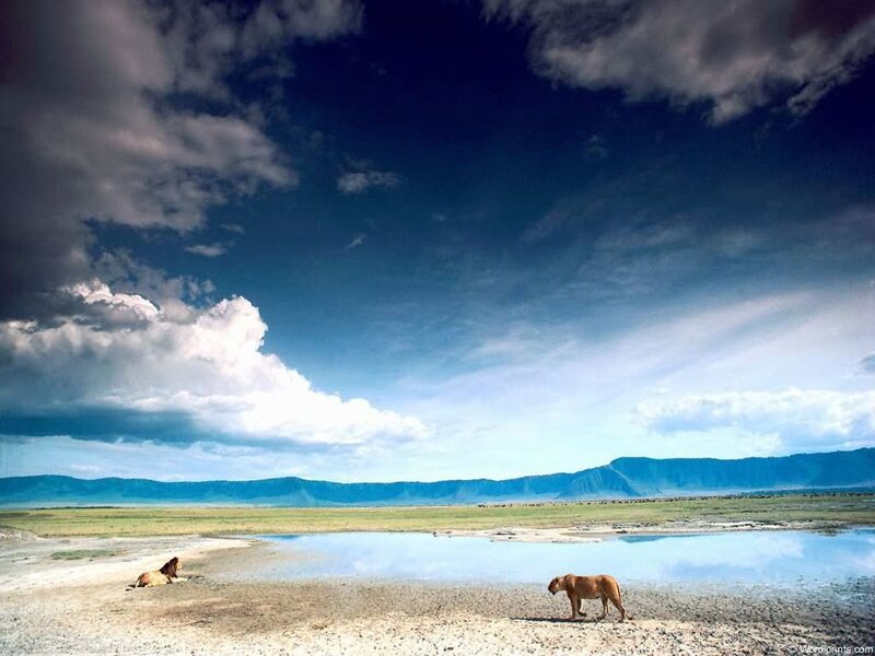 Lions in the savanna