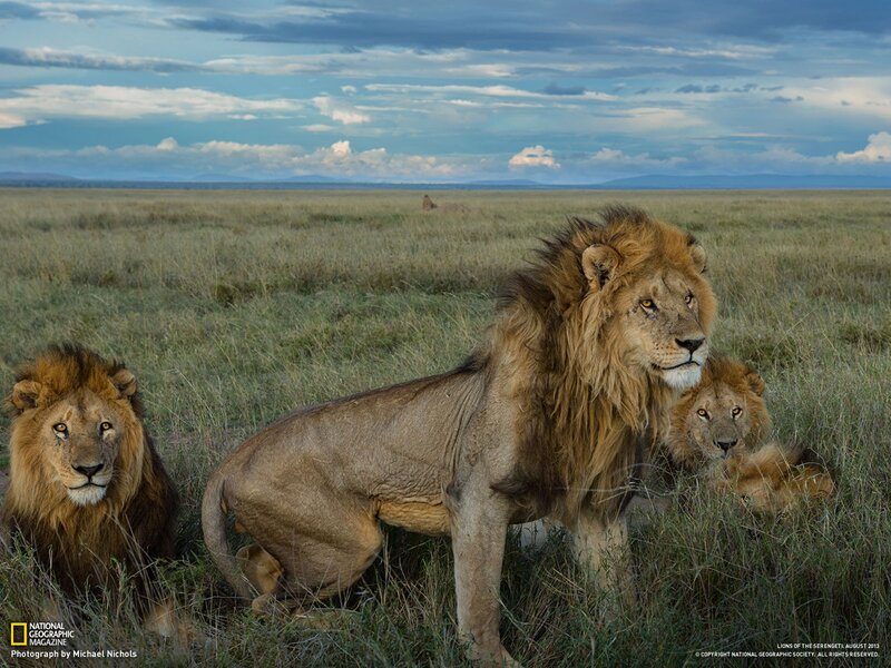 Lions in the Serengeti